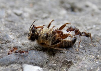 ant found a dead bee