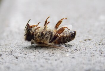 a small bee has died