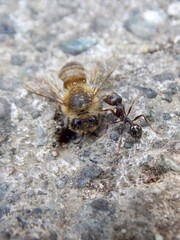 ant found a dead bee