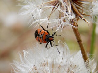small red beetle on a dandelion