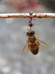 Fototapeta premium ant found a dead bee