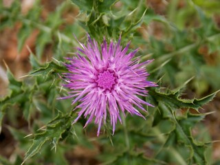 large pink thistle flower