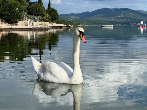 Swan on the beach in the Dalmatian tourist resort of Maslenica (Zadar, Croatia) - Labud na plaži u dalmatinskom turističkom naselju Maslenica (Zadar, Hrvatska)