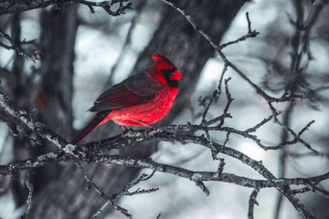 red cardinal in winter