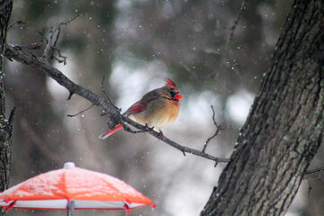 lady cardinal in a snowy tree
