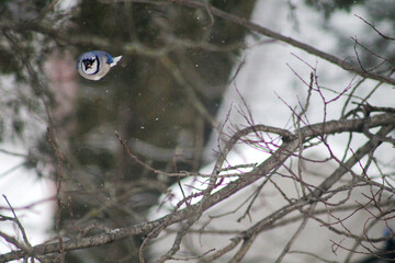 blue jay flying