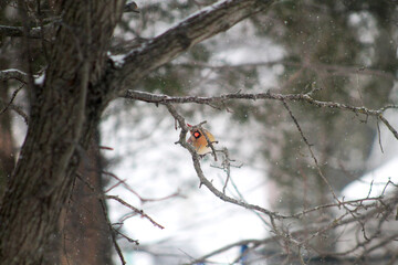 lady cardinal on a tree
