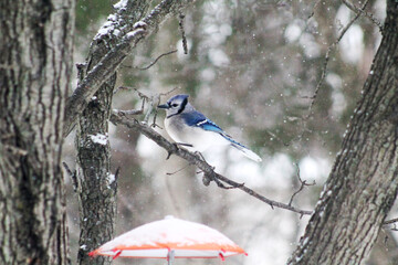 blue jay on a snowy branch