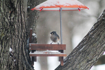 a small bird on a feeder