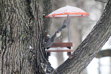 bird wingspan feeder