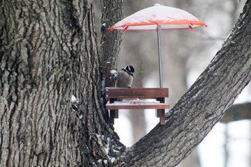 bird at feeder