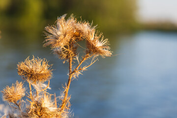 Obraz premium Macro detail of the dried inflorescence of a wild plant (likely a thistle or milk thistle) in warm, golden backlighting with a blurred blue water background