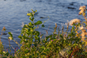Detailed shot of dense riparian vegetation on the bank of a body of water, captured in the warm...