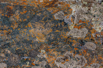 Rugged rocks covered in vibrant lichen display various colors and textures. This natural scene...