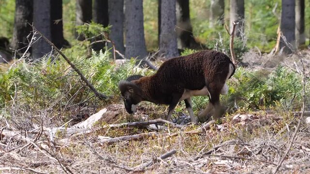 mouflon searching for food in scandinavian forest 294