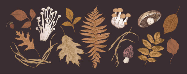 Autumn brown leaves with various mushrooms, hand drawn naturalistic illustrations