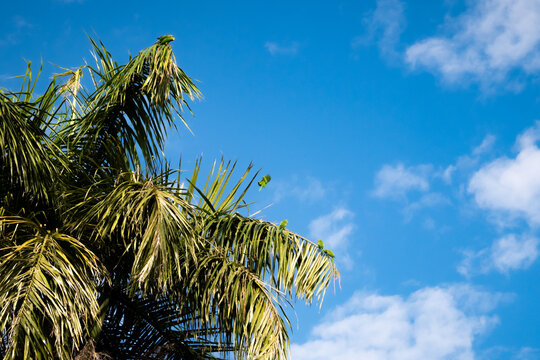 Green parrots on Palm Trees in The Dominican Republic.