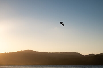 A bird in the sky over the ocean in The Dominican Republic.