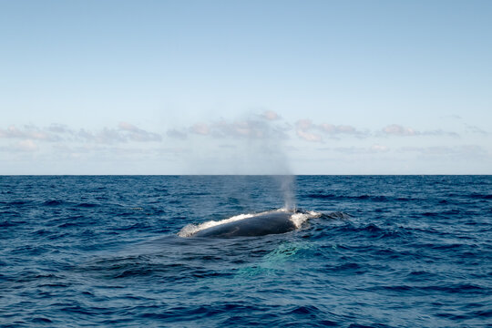 A whale in the ocean in The Dominican Republic.