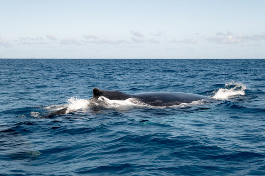 A whale in the ocean in The Dominican Republic.