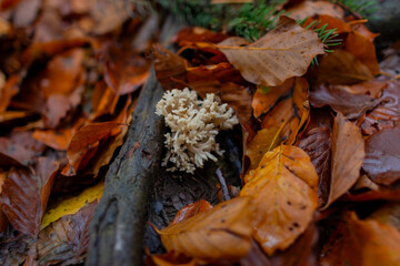 Close-up of a white coral fungus (Clavulina) growing on a forest floor covered with wet orange and brown autumn leaves and tree bark.