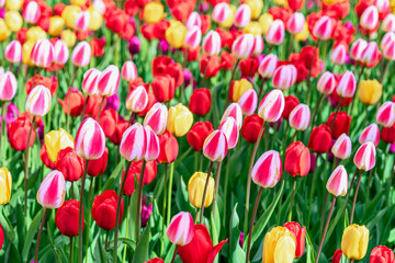 Colorful tulips in spring bloom. Field of multicolored tulips in full bloom with red, yellow, pink petals, bright spring atmosphere. Vibrant floral background