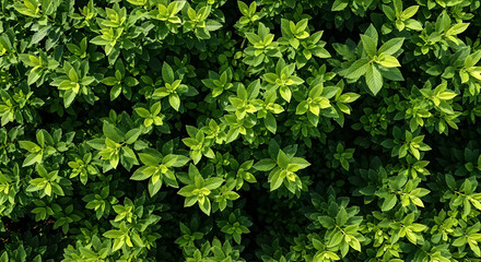 Lush Green Leaves Background. Vibrant Natural Foliage Texture and Pattern
