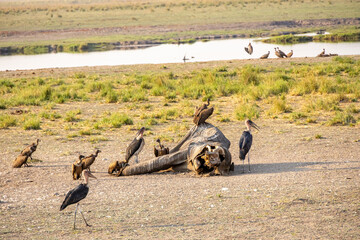elephant carcass surrounded by vultures and marabous at chobe river, botsuana