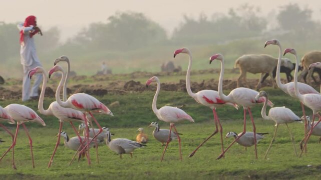 Cinematic Flamingos by the Water | Nature�s Pink Elegance in 4K