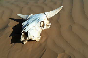A close-up of a cow's skull lying on the sand
