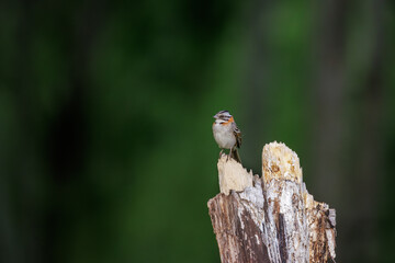 Rufous-collared Sparrow (Zonotrichia capensis) perched on a log against a dark background.