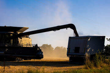 Fototapeta premium Harvester machine harvest cereal wheat