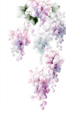 Sweet Grapes: A delicate display of ripe grapes cascades downward, showcasing the beauty of nature's bounty and the artful arrangement of botanical detail.