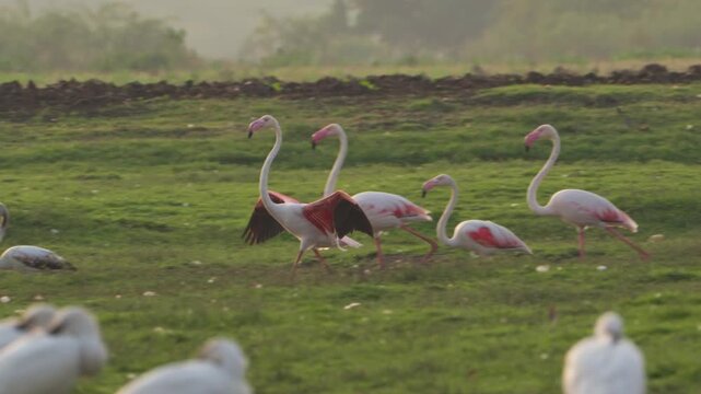 Flamingo Facts & Behavior | Stunning Footage of Flamingos in Nature