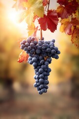Vineyard's Bounty: A close-up shot of a ripe cluster of purple grapes, elegantly hanging from a vine amidst a backdrop of vibrant autumn leaves, hinting at the promise of harvest season.