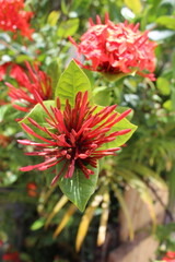 photography of the essence of spring with flowers and leaves