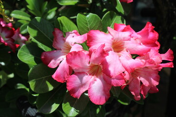 photography of the essence of spring with flowers and leaves