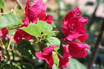 photography of the essence of spring with flowers and leaves