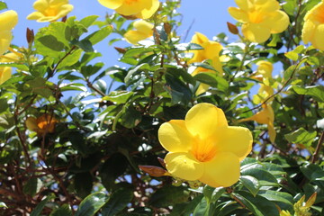 yellow flowers in the garden