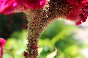 close up of a flower
