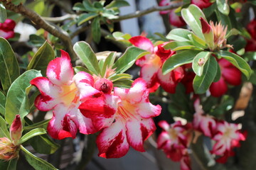 photography of the essence of spring with flowers and leaves