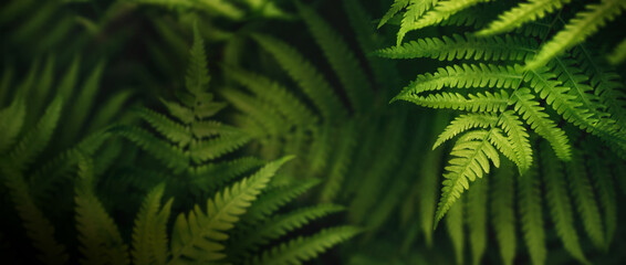 Panoramic view of fern foliage with selective focus and depth. Subtle bokeh for atmospheric botanical backdrops, covers and banners.