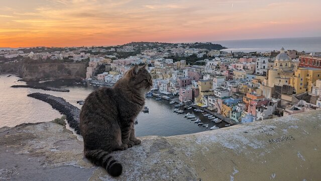 Cat overlooking the colorful harbor of Procida Island, Italy, at sunset. Scenic Mediterranean coastal town with boats, pastel houses and sea view.