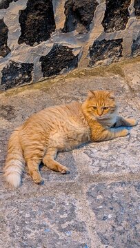 Big red fat cat. Cure fluffy cat lying on the snote flor