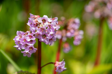 Close up of bergenia flowers in bloom