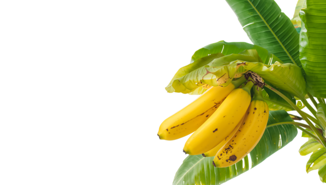 Ripe bananas in a branch with leaves isolated on transparent background