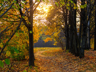 picturesque landscape - a walking path in the park in autumn