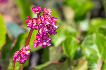 Close up of bergenia flowers in bloom
