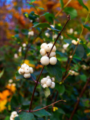 Close-up of the berries of the white snowberry Symphoricarpos albus