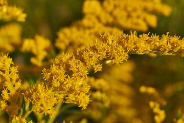 Macro photograph of goldenrod inflorescences filled with light and life. Natural texture and warm tones create a sense of peace and harmony. Delicate goldenrod blossoms bloom under soft sunlight.